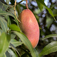 ingredients of GlucoTonic