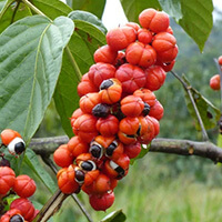 ingredients of GlucoTonic