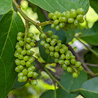 ingredients of GlucoTonic